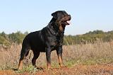 ROTTWEILER 092